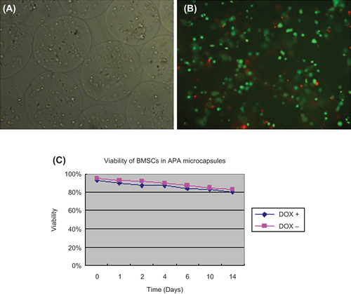 Figure 3. BMSCs in APA microcapsules and viability of BMSCs in APA microcapsules. (A) BMSCs in APA microcapsules observed under light microscope; (B) FDA/EB staining for BMSCs in APA microcapsules observed under fluorescent microscope; (C) Curve of viability for BMSCs. 100 μL of microcapsule solution was harvested and transferred to each well in a 24-well plate and cell number per well was approximately 3 × 104. Then FDA/EB solution was added to each well at day 0, 1, 2, 4, 6, 10, 14, respectively to measure fluorescence intensity using fluorescence spectrophotometer at △ λ = 40 nm. Two peak values were obtained at the spectrum range of 500–650 nm. There, the peak value at 530 nm represented living cells and the peak value at 590 nm represented dead cells. Three samples for each time point were performed. No significant differences of the viability of BMSCs in APA microcapsules were observed after 14 days between the induced and uninduced samples (F = 15.486, P = 0.19).