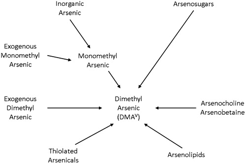 Figure 2. Dimethylarsinic acid (DMAV) can be derived from numerous starting arsenicals. The DMAV is excreted predominantly in the urine. At high exposures of inorganic arsenic in the drinking water, most of the urinary DMAV is derived from the inorganic arsenic. However, at low exposure levels in the drinking water, these other sources of DMAV, primarily from food sources, will predominate.