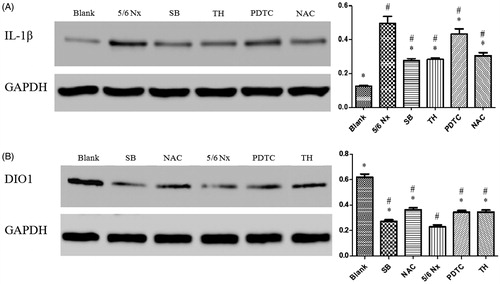 Figure 2. Effects of PDTC, SB, NAC, and TH treatments on uremic rats by western blot. Normalized densitometric data of IL-1β (A) and DIO1 (B) bands obtained from the protein extractions. RR stands for relative ratio. Values are expressed as fold changes relative to the appropriate controls. Values are given as mean ± SD of four animals per group. #p < 0.05 compared with Blank group. *p < 0.05 compared with 5/6 Nx group.