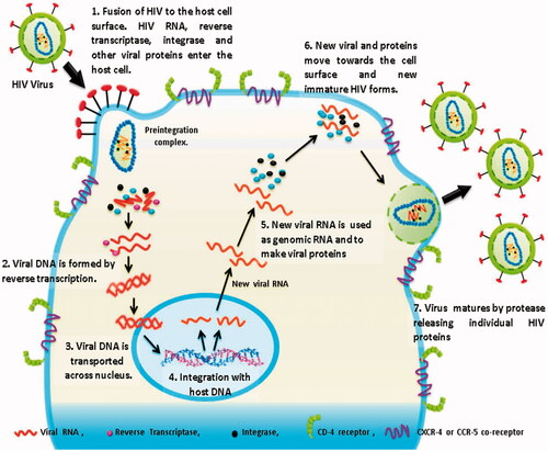 Figure 1. Transmission of HIV-1 virus.