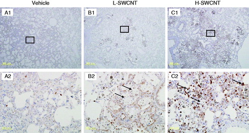 Figure 6. MMP12 immunostaining in lung tissues intratracheally instilled with vehicle control (A1 and A2), L-SWCNT (B1 and B2) or H-SWCNT (C1 and C2) at 90 days post-instillation.