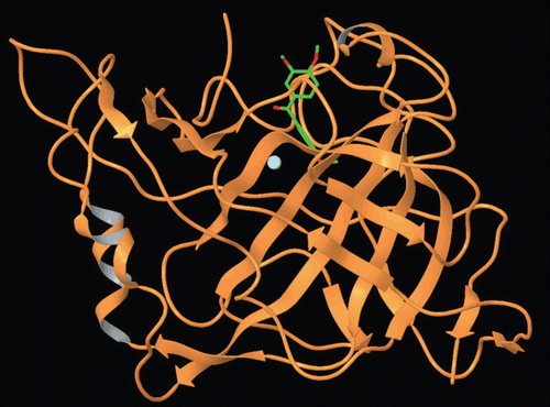 Figure 2.  Docking of compound 2 within the hCA II active site.