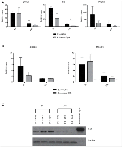 Figure 2 (See previous page). Induction of gene expression in murine DC stimulated with Brucella CβG or E. coli LPS. (A) Murine BMDC were stimulated for 8 h and 24 h with E. coli LPS (black bars) or Brucella CβG (gray bars). mRNA was extracted from stimulated cells and qPCR performed to determine transcript expression levels of CXCL2, KC and PTGS2. Fold-increases were estimated by comparing with cells that had been stimulated with PBS as a negative control. Basal expression levels for each gene are indicated (dash line). HPRT was used as a housekeeping gene to normalize the data. An induction level of more than 2 is considered as significant. Mean ± standard deviation of 3 independent experiments is represented here. Mann-Whitney test, one-tailed (analysis on GraphPad Prism) has been done and P < 0.05 is denoted by “*."(B) Expression levels of SOCS3 and TNFAIP6 mRNA were assessed. Experiments were processed as described above. Three independent experiments were carried out. An induction level of more than 2 is considered as significant. Mean ± standard deviation of 3 independent experiments is represented here. (C) BMDC stimulated for 8 h or 24 h with PBS (control), E. coli LPS or Brucella CβG were lysed and protein purified. The expression of tsg-6 protein was assessed by western blot using 10 μg of recombinant tsg-6 as a positive control. β-actin expression was used as control. At least 3 independent experiments were carried out and one representative is shown here.
