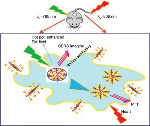 Figure 2 Bioconjugation of gold nanobipyramids for the detection of SERS and targeted photothermal therapy in breast cancer.Note: Data from Feng et al.Citation40Abbreviations: SERS, surface-enhanced raman scattering; PTT, photothermal therapy; EM, electromagnetic field.