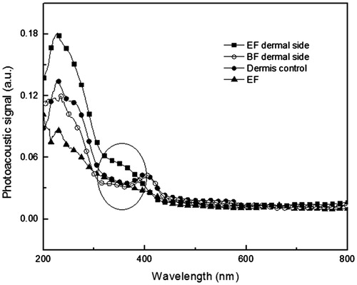 Figure 3. Photoacoustic spectra obtained with excitation performed in the dermal side of the skin samples. The light modulation frequency was 25 Hz and the thermal diffusion length was 23 μm. Dermis control − control skin sample without treatment; EF – formulation containing 1% optimized extract of aerial parts of Melochia arenosa; BF dermal side – skin sample treated with base formulation; EF dermal side – skin samples treated with EF (amount applied 2 mg/cm2). The highlight shows the presence of EF in the face dermal.
