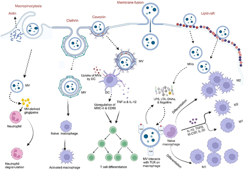 Figure 5. Internalization of membrane vesicles into host cells and modulation of the immune system.