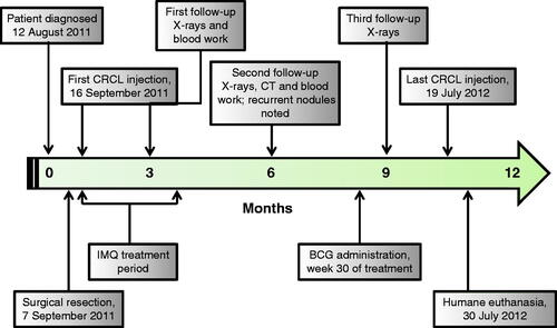 Figure 1. Timeline delineating critical events during the case study. The vaccine was administered once a week for 44 weeks, from the first administration on 16 September 2011. Imiquimod was applied topically before and after the vaccine was given for the first 12 weeks of treatment. BCG was administered prior to the vaccine at week 30. Recurrent nodules were seen on radiographs/CT on 6 March 2012 – 6 months into treatment. The patient was euthanised on 30 July 2012, following development of plural effusion and a significant gastrointestinal haemorrhage.