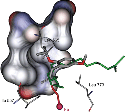 Figure 5.  Stick view of the consensus bonding conformation of compound 4d which has lipophilic interaction through its isopropyl moiety with hydrophobic pockets (surface view) formed by Leu515, Trp519, Val566 and Ile572 side chain. In this figure we can see the orientation of linoleic acid (green stick) bonded to Fe via proxy bridge.