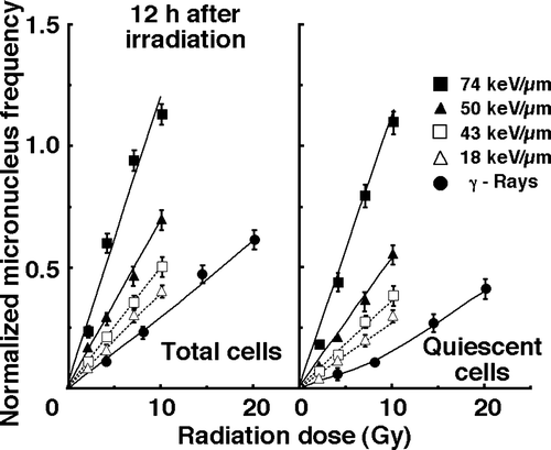 Figure 3.  Dose-response curves of normalized micronucleus (MN) frequency for total and quiescent cell populations as a function of radiation dose 12 hours after irradiation are shown in the left and right panel, respectively. Open triangles, open squares, solid triangles, and solid squares represent the normalized MN frequencies after irradiation with carbon ion beams having an LET of 18, 43, 50, and 74 keV/µm, respectively. Solid circles represent the normalized MN frequencies after γ-ray irradiation. Bars represent standard errors.