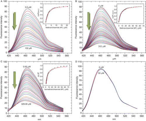 Figure 2.  Fluorescence spectra and titration curves of Ca2+-hCaM-M124C-mBBr in the presence of 1 (A), 2 (B), 3 (C), and 4 (D). Buffer was 100 mM of potassium acetate (pH 5.1) at 37°C and 1 mM CaCl2. Samples were excited at 381 nm, and emission spectra recorded for light scattering effects from 400 to 550 nm. The absolute changes of maximal fluorescence emission were plotted against the ration alkaloids/protein total and fitted to the binding equation model to obtain the Kd and stoichiometric ration.
