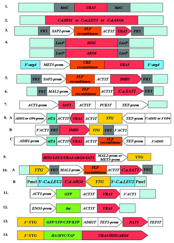 Figure 1. Cassettes used for gene manipulation in C. albicans. The figure shows the necessary elements in these cassettes, the light blue color of the elements represents the 5′ and 3′ DNA flanking your target gene (YTG) or the upstream and downstream sequences of YTG. (1) URA blaster cassette.Citation24 (2) PCR amplifiable marker cassettes from non-C. albicans Candida species.Citation45C.d.HIS1, Candida dubliniensis HIS1; C.m.LEU2, Candida maltosa LEU2; C.d.ARG4, Candida dubliniensis ARG4. (3) URA flipper cassette.Citation38 prom, promoter region given for gene; T, termination sequence of given gene. (4) Cre-loxP system.Citation46 (5) MPAR flipper cassette.Citation47 (6) SAT1 flipper cassette.Citation51C.a.SAT1, C. albicans SAT1. (7) “Tet-Off” system.Citation20 (8) “Tet-On”system.Citation54 (9) Promoter exchange cassette.Citation18,Citation60 (10) Cassettes used for gene reintegration.Citation34C.a.SAT1, C. albicans SAT1; C.a.LEU2, C. albicans LEU2; C.d.ARG4, C. dubliniensis. (11) ACT1P-GFP-ACT1T cassette.Citation76 (12) The firefly luciferase selectable marker cassette.Citation77 (13) PCR-mediated gene-tagging cassette.Citation16 (14) Epitope tagging cassette.Citation23