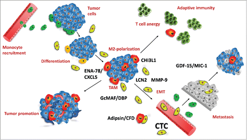 Figure 6. Tumor-associated macrophages and CTCs in tumor biology. This figure depicts the role and factors contributed by CTCs in tumor-macrophage interactions. Peripheral blood monocytes are recruited to the developing tumor (green; top, left) und undergo differentiation/polarization (yellow) under the influence of tumor-derived factors to TAMs of M2-like type (red) which results in suppression of immune responses (top, right) and enhanced neoangiogenesis/tumor progression (bottom, left). Inflammatory and tumor-derived cytokines/chemokines induce precursors of CTCs (light green) which secrete additional cytokines/chemokines, comprising ENA-78/CXCL5, LNC2, CHI3L1, CFD/adipsin, VDBP/GcMAF and MMP-9. Increased neoangiogenesis and degradation of ECM by MMP-9 and possibly other proteases induce intravasation of CTCs, most likely after EMT. At distant sites (bottom, right) CTCs extravasate capillaries and set up secondary lesions, possibly protected against immune system attack by CTC-educated macrophages. Highly effective recruitment of macrophages seems to be linked to CHI3L1 expression of CTCs as SCLC tumor cells lack expression of this pseudochitinase. CFD/adipsin may be associated with cachexia in advanced disease.