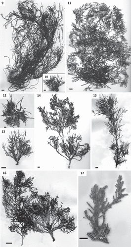 Figs 9–17. Habit of species of Cystoseira 2 (here proposed as Treptacantha). Fig. 9. Cystoseira abies-marina (TFC Phyc 15256). Well-developed specimen. Fig. 10. Cystoseira abies-marina (TFC Phyc 15259). Specimen from upper sublittoral. Fig. 11. Cystoseira usneoides (TFC Phyc 1402). Fig. 12. Cystoseira algeriensis (HGI – A 1289). Fig. 13. Cystoseira mauritanica (TFC Phyc 15271). Fig. 14. Cystoseira baccata (TFC Phyc 1766). Fig. 15. Cystoseira nodicaulis (HGI – A 3813). Fig. 16. Cystoseira elegans (HGI – A 14577). Fig. 17. Cystoseira montagnei (TFC Phyc 599). All scale bars: 1 cm.