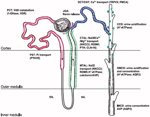 Figure 1. Intrarenal localization and roles of the CaSR. Notes: Cellular polarity of the CaSR is apical [in the proximal tubule and outer/inner medullary collecting duct (OMCD/IMCD)] and basolateral [in the thick ascending limb (TAL) and, occasionally, in the cortical collecting duct (CCD)]. Species differences exist in the distal convoluted tubule (DCT)/connecting segment (CNT), where receptor expression can be detected apically and/or basolaterally/intracellularly. PCT/PST, proximal convoluted/straight tubule; tDL/tAL, thin discending/ascending limb; MTAL/CTAL, medullary/cortical thick ascending limb; JGA, juxtaglomerular apparatus; TRPV5, transient receptor potential vanilloid 5; PMCA, plasma membrane Ca2_-ATPase; VitD, vitamin D; VDR, vitamin D receptor; NKCC2, Na_-K_-2Cl_ cotransporter 2; ROMK, renal outer medullary potassium K_ channel; PTH, parathyroid hormone; AQP2, aquaporin 2.