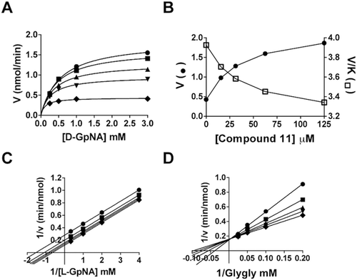 Figure 5.  Kinetic analysis of GGT inhibition by Compound 11. Substrate velocity curve of the hydrolysis reaction versus d-GpNA concentration in the presence of 0 (♦), 15.2 µM (▾), 31.25 µM (▴), 62.5 µM (▪), 125 µM (•) Compound 11 (A). Velocity vs Compound 11 concentration (closed symbols) and V/K vs Compound 11 concentration (open symbols) plots illustrate the activation of the hydrolysis reaction (B). Double-reciprocal plots of the initial velocities of the transpeptidation reaction varying l-GpNA with 40 mM glygly (C) or varying glygly with 3 mM l-GpNA (D) in the presence of 0 (♦), 15.2 µM (▾), 31.25 µM (▴), 62.5 µM (▪), 125 µM (•) Compound 11. Data shown are average triplicate values ± S.D.