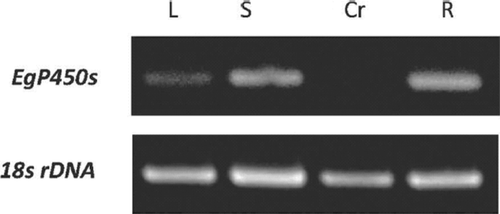 Figure 2.  Detection of EgP450 expression by semi-quantitative RT-PCR, using total RNA from various tissues as samples and the expression of the 18s rRNA gene as an internal control. Lane L: leaf; lane S: stem; lane Cr: crown gall; lane R: root.