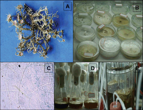 Figure 1.  A: Natural thallus of lichen Usnea complanata. B: 90-day-old culture cell derived from natural thallus fragments. C: Cells composed of blue colored fungal hyphae and dark green algal cells (micropreparation from the same culture). D: Culture in the conical flask containing liquid MY medium. E: Fermentation of cells derived from thallus.