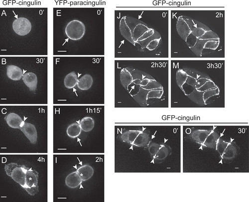Figure 3. Dynamic localization of cingulin and paracingulin in dividing MDCK cells. Captured still frames from time-lapse movies of isolated MDCK cells expressing either GFP-CGN (A–D from Movie n. 3, J–M from Movie n. 5, N–O from Movie n. 6, see Supplementary Material, available online) or YFP-CGNL1 (E to I, from Movie n. 2, see Supplementary Material). Arrows indicate the periphery of the cells, except in N and O, where they indicate the junction formed between migrating cells. Arrowheads indicate either labelling at the cleavage furrow (B, C, F, H), or the distal edges of newly formed cell-cell contacts (D, I, L, M, N, O). Asterisks (D, I, M) indicate the central region of newly formed junctional contacts. The time in minutes (‘) and hours (h) is indicated in the upper right-hand corner of each panel, starting arbitrarily from time 0 for the first image. Bar = 10 μm.