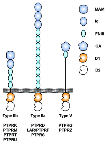 Figure 1. Architecture of selected human receptor protein tyrosine phosphatases considered in this review. The intracellular regions are composed of two tyrosine phosphatase domains called D1 and D2. D1 is catalytically active whereas D2 is not. MAM, Meprin-A5-RPTPμ domain; Ig, Immunoglobulin-like domain; FNIII, fibronectin type III domain; CA, Carbonic anhydrase domain; D1, active protein tyrosine phosphatase domain; D2, inactive protein tyrosine phosphatase domain.