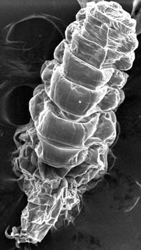 FIGURE 6  Scanning electron microscopy of the whole body of botfly in lateral view with showing multiple segments and a pair of oral hooks (magnification, ×70).
