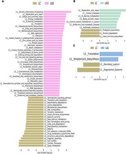 Figure 4. Comparing Kyoto Encyclopedia of Genes and Genomes (KEGG) pathways between different groups with Linear discriminant effect size (LEfSe) analyses. The list of LEfSe provides features that were differential among conditions of biological significance, ranking them according to the effect size. (A) Differential PICRUSt2 predicted KEGG pathways between LC and 5 mg/ml ampicillin treated (LA5) groups; 0.1 mg/ml ampicillin treated (LA01) groups (B); 1 mg/ml ampicillin treated (LA1) groups (C).