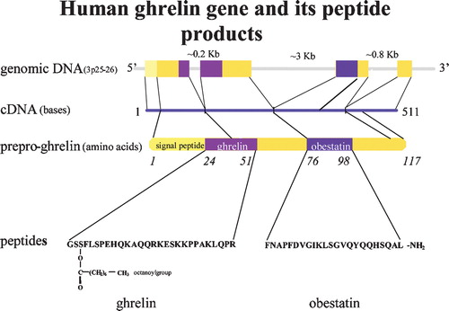 Figure 1. Human ghrelin gene and its peptide products.