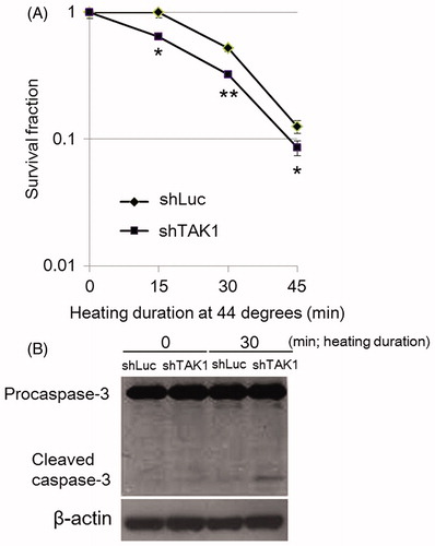 Figure 1. Decreased cell survival in TAK1 knockdown cells (shTAK1) in comparison to parental cells (shLuc) after HS-exposure. (A) Clonogenic survival assay. Cells were exposed to HS for 15, 30, or 45 min. After 12 days incubation, colonies containing approximately 50 or more cells were counted. Data are presented as mean ± SD (n = 3). *indicates statistical significance compared to shLuc (*p < 0.05, **p < 0.01). (B) Western blots for caspase-3. Control and HS-treated cells were incubated for 24 h before analysis.