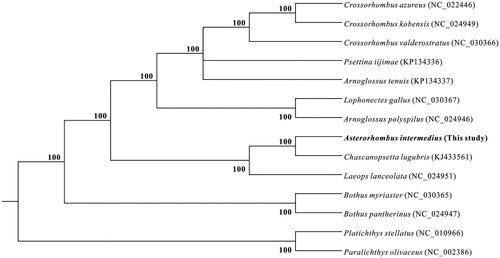 Figure 1. Phylogenetic tree of Bayesian Inference was constructed based on the mitogenome sequences from 12 species in Bothidae with two outgroup. The number beside the branch indicates Bayesian posterior probability.