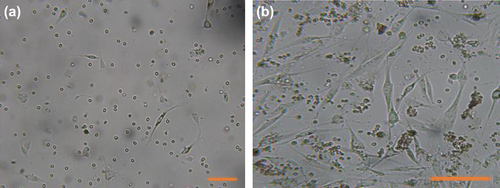 Figure 1. The morphological appearance of isolated mesenchymal stem cells derived from adipose tissue. (a) Cells begin to adhere to the plastic surface in P0 after 48 h. (b) Cells after 7 days of culture in P0. Bars, 50 &mu;m.