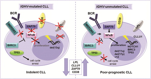 Figure 1. Different molecular mechanisms driving IGHV-mutated and unmutated CLL. An illustration of the most important genetic, RNA and protein based prognostic markers in relation to the IGHV gene mutational status. NOTCH1 activating mutations and BIRC3 disrupting mutations lead to enhanced NF-κB signaling and proliferation in IGHV-unmutated CLL. ZAP70 is involved in BcR signaling and its overexpression leads to enhanced proliferation through, e.g. NF-κB signaling. Disruption of TP53 through deletion and/or mutation is more common in IGHV-unmutated CLL and leads to dysfunctional cell cycle arrest resulting in enhanced cell survival. Although the reason for higher LPL and CLLU1 expression in CLL is unknown, these markers are correlated to high risk.