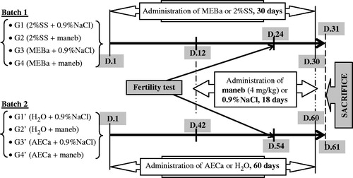 Figure 1. Protocol of animal treatment for the evaluation of protective effect of AECa and MEBa against maneb toxicity. 2% SS: 2% starch solution, 10 ml/kg; 0.9% NaCl: NaCl 0.9%, 10 mL/kg bwt; MEBa: methanol extract of B. alba, 1 mg/kg; AECa: extract of C. alba, 0.1 mg/kg bwt.