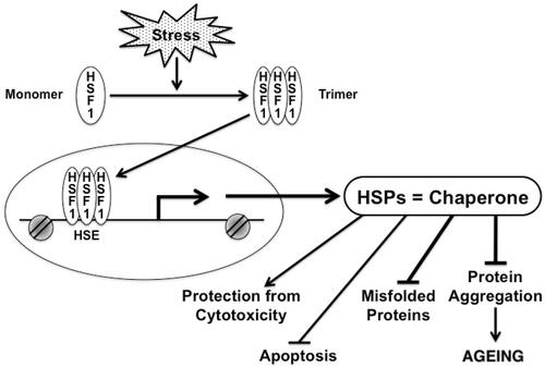 Figure 2. Chaperones and their transcription factor, HSF1 play significant role in multiple processes in cells under stress. HSF1 is activated under stress, which causes HSF1 to form a trimer. Active HSF1 then translocates to the nucleus and directly bind to the promoter of the HSP gene, thereby activating transcription. HSP can fold unfolded protein that accumulates in aging. Chaperones can protect cells from proteotoxicity, protein aggregation, apoptosis and accumulation of misfolded proteins.