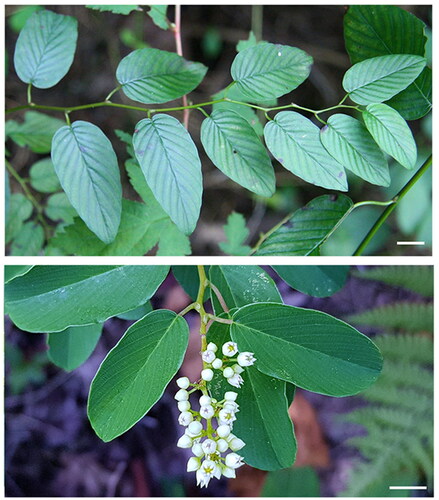 Figure 1. Photographs of B. racemose plants showing a typical branching (upper panel) and floral structure (lower panel). Images were taken using a digital camera at Wolmyeong Park (Gunsan, Jeollabuk-do Province, South Korea). Scale bars represent 1 cm.
