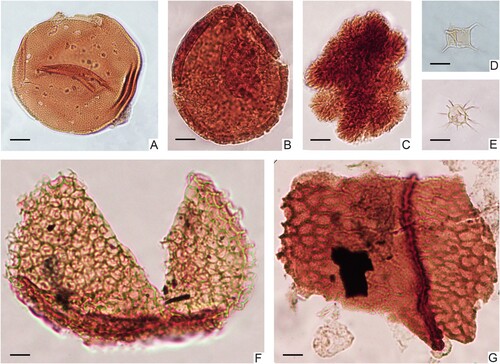Figure 6. Micrographs of selected acritarchs, prasinophtes, cuticles, and other microfossils from the Kullemölla 1 core. A. Tasmanites sp. 1, 590_S202719_U21-2; B. Tasmanites sp. 2, 640_K39; C. Botryococcus braunii, 640_S22-4; D. Leiofusa filifera, 590_S202719_O25-4; E. Micrhystridium fragile, 610.95_R24; F. Schizosporis reticulatus, 640_T31-2; G. Plant cuticle, 637.5_G37.