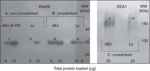 Figure 6. Characterization of crosslinked early endosomes by EEA1 and Rab5b. Early endosomes (eEn; 5 min HRP pulse) or lysosomes (Ly; 30 min HRP pulse, 70 min chase) were filled with HRP, crosslinked and collected as brown bands from the low-density or high-density fractions of a 27% Percoll gradient, respectively, as was previously determined with organellar markers (Haylett and Thilo Citation1986). Crosslinked organelles were then separated from non-crosslinked membranes through precipitation by low-speed centrifugation. Peripheral proteins were solubilized, subjected to SDS-PAGE and Western blotting. Rab5b was separated on a 13% gel and identified with primary rabbit polyclonal anti-human Rab5b antibody (2 μg/ml). EEA1 was separated on a 7% gel and identified with rabbit polyclonal primary antibody against mouse EEA1 (2 μg/ml). Detection was via a peroxidase-labelled anti-rabbit secondary antibody. Early endosomes were positive for EEA1 and Rab5b. Section A: Non-crosslinked, soluble, HRP-free membranes as from top (eEn and PM) or bottom (Ly) fractions of the Percoll density-gradient. Sections (B) and (C): Crosslinked organelles only, with HRP-free organelles removed. Crosslinked organelles that resulted from a 5-min HRP-pulse stained positive for both early endosomal markers (bands iii and v).