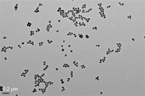 Figure 1 TEM of tested SiNPs.Notes: Representative transmission electron micrograph of SiNPs. All particles were near-spherical in shape, and no stable aggregates were visible (scale bar =0.2 μm).Abbreviations: TEM, transmission electron microscopy; SiNPs, silica nanoparticles.