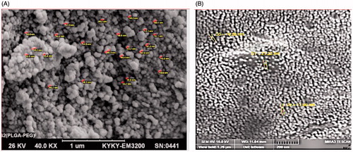 Figure 3. (A) The micrographs of PLGA-PEG copolymers and (B) the micrographs of PLGA-PEG-loaded chrysin.