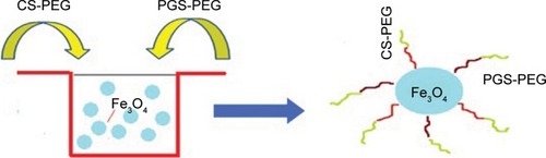 Figure 6 Controlled release of 5-fluorouracil from CS-PEG/PGS-PEG-coated iron oxide.Note: Data from Naghizadeh et al.Citation105Abbreviations: CS-PEG, chitosan-co-poly(ethylene glycol); PGS-PEG, poly(glycerol sebacate)-co-poly(ethylene glycol).