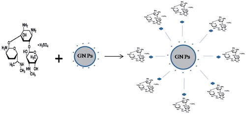Figure 4.  Scheme of conjugation of GNPs with gentamicin.