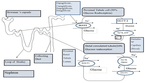 Figure 1. Describes the Glucose renal reabsorption process and the mechanism of SGLT2 inhibitors (The Figures has been created by the author).