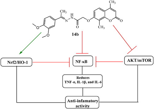 Figure 6. The main proposed action of coumarin derivative 14b to promote anti-inflammatory activity.