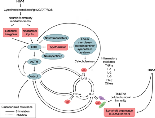 Figure 1 The complex feedback and feedforward relations of neuroendocrine immune mediators in regulating the central nervous system and peripheral immune responses to HIV infection.