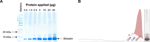 Figure S4 Verification of the purity of native bitistatin by SDS-PAGE.Notes: Bitistatin was applied on the gel at different protein concentrations under reducing conditions. (A) The pattern of separation of the protein bands. (B) Scanning results of the lane containing the highest amount of protein (40 μg). This lane was scanned and digitalized using UN-Scan-It software. The numbers of pixels for each band are shown on the plot. The calculated ratio of number of pixels of the bitistatin band to the total number of pixels indicated 98.23%. This percentage serves as the quantitative indicator for the “purity of bitistatin”.