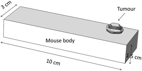 Figure 1. Simulation domain in the COMSOL software, including a mouse body and an implanted tumour.
