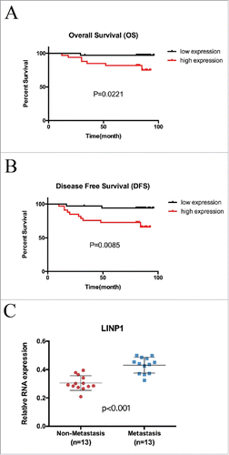 Figure 5. LINP1 was an unfavorable prognostic marker in breast cancer. Kaplan-Meier analysis for (A) overall survival and (B) disease-free survival in 67 breast cancer tissue donors stratified for low and high relative LINP1 expression. (C) LINP1 expression in primary breast cancers with or without distant metastasis. Actin was used as an endogenous control.