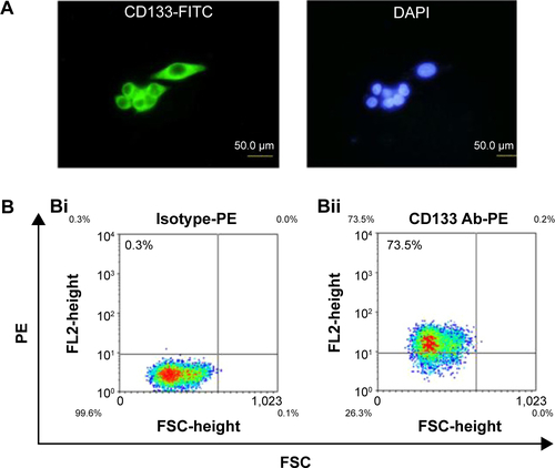 Figure S1 A high percentage of CD133-positive cells in HT29 cells.Notes: (A) HT29 cells were stained with anti-CD133 antibody (green) and DAPI (blue) and observed under fluorescent microscope at 400× magnifications. (B) The percentage of CD133-positive HT29 cells was determined using flow cytometry. Using anti-CD133 Ab, the percentage of CD133-positive HT29 cells was analyzed from density plots (Bii). Isotype control antibodies served as a negative control (Bi).Abbreviations: DAPI, 4′,6-diamidino-2-phenylindole; FITC, fluorescein isothiocyanate; FL, fluorescence; FSC, forward scatter; PE, phycoerythrin.