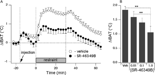 Figure 2 Blockade of 5-HT2A receptors with SR-46349B attenuates the stress-induced increase in iBAT temperature. Mean group data are expressed as delta values. (A) Averaged traces from 8 rats obtained after injection of either vehicle (○) or SR-46349B at a dose of 1 mg/kg (•) 15 min prior to the restraint. There was a significant difference (p < 0.01, n = 8) in the increase in iBAT temperature between vehicle and drug conditions. (B) mean values for stress-induced changes in the iBAT temperature for 4 different conditions (vehicle or SR-46349B at doses of 0.01, 0.1 and 1.0 mg/kg s.c.). **Significantly different, p < 0.01, respectively. Data are expressed as difference between basal (pre-injection) values and maximal temperature increases during restraint.