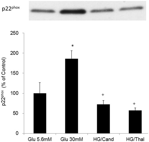 Figure 2. Effects of AT1 receptor blocker or thalidomide treatment on high glucose-induced p22phox protein levels in HK2 cells. A representative example of Western blotting was shown above. *Denotes significant alterations at p < 0.05 when compared to control group (5.6 mM glucose). +Denotes significant alterations at p < 0.05, when compared to high glucose treatment (30 mM) group. Notes: Glu, glucose; HG, high glucose treatment (30 mM); Cand, candesartan; and Thal, thalidomide.