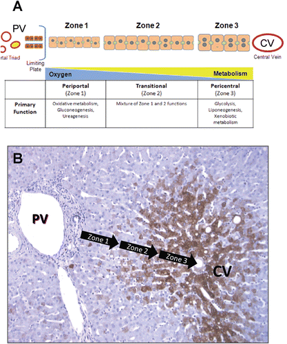 Figure 2.  Structural and functional zonation of the liver. (A) Discrete zones of the liver between the portal vein (PV) and central vein (CV) illustrating the differences in cell size, phenotype and gradients in oxygen tension and metabolism. (B) Immunostaining of human liver tissue with antibodies again CYP3A4 (brown stain) showing the differential expression of CYP enzymes across the zones of the liver microstructure. The greatest expression of CYP enzymes is predominantly in pericentral hepatocytes (zone 3) with a distinct boundary or gradient at the mid-lobular region (zone 2).