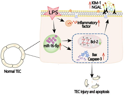 Figure 6. Graphical abstract. In the LPS-induced S-AKI model, the expression of miR-16-5p is significantly upregulated by mediating the occurrence of apoptosis, thus aggravating S-AKI.